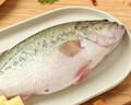 鲜活冲浪河鲈鱼400-500g/条 实拍图