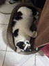 疯狂的主人猫抓板窝碗形超大号猫抓盆不掉屑猫窝宠物猫玩具瓦楞纸猫爪板 实拍图