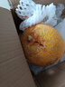 京鲜生 黄金哈密瓜 3-4粒  净重12斤 单果3斤起 生鲜水果礼盒春节也送货 实拍图