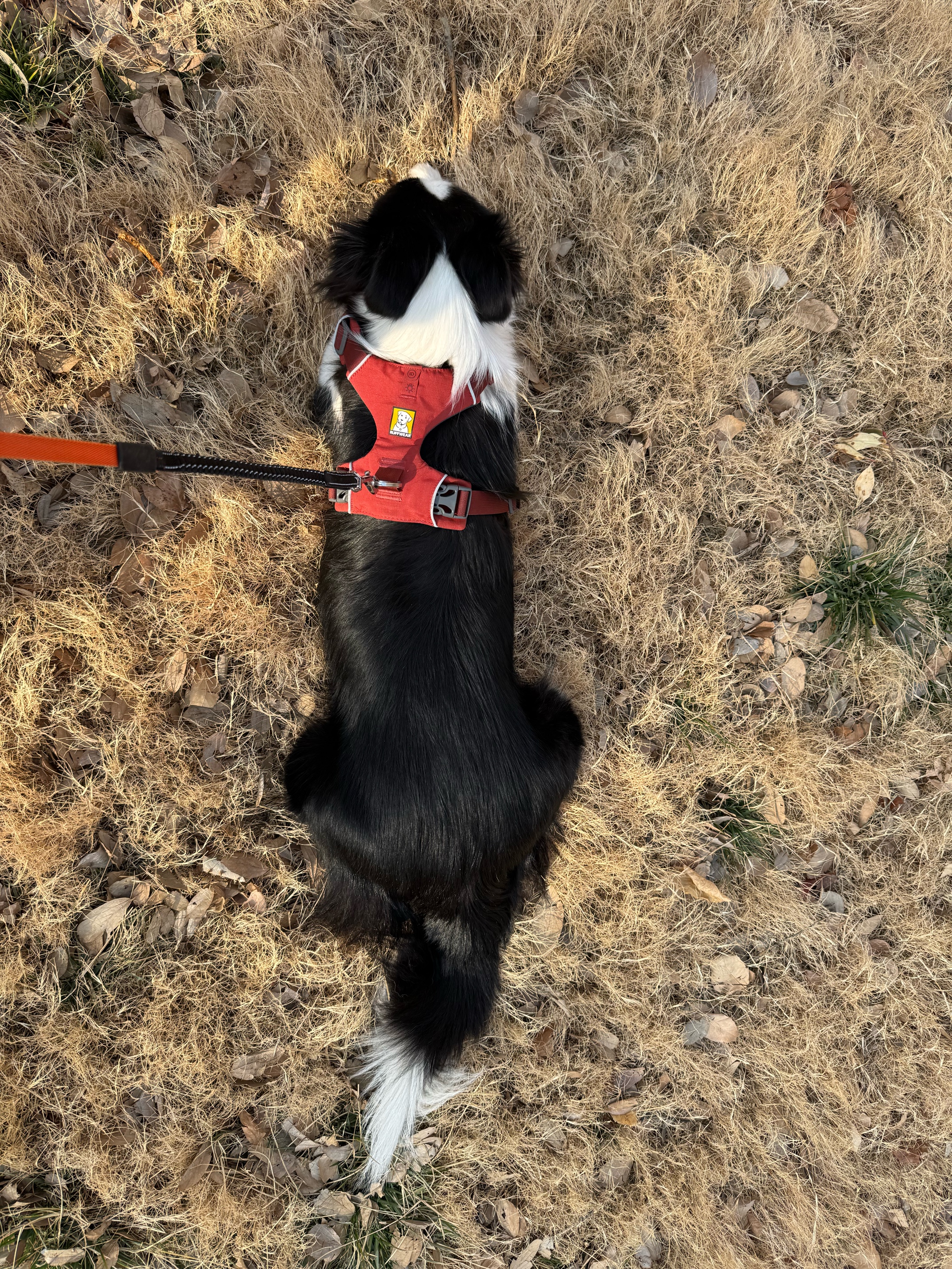 拜宠清德国进口拜耳拜宠清犬用体内驱虫药拜宠清复方非班太尔除蛔虫绦虫 【中型犬体内外套餐】叮灭3支一盒+拜宠清 6粒*1盒 实拍图