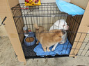 宠乐乖（CHONGLEGUAI）狗笼猫笼狗笼子中小型犬带厕所幼犬折叠便携猫笼子猫咪兔笼700ZG 实拍图