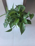 双盟绿萝盆栽除甲醛花卉绿植办公新房净化空气180龙蛋光面4盆源头直发 实拍图