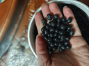 十月稻田 黑豆 2斤 青仁绿芯黑豆 非转基因打豆浆 东北五谷杂粮粗粮高蛋白 实拍图