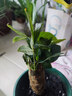 ⭐【包活】发财树盆栽鲜花绿植物办公室内吸甲醛绿萝文竹水培易养 【粗2-3cm】单杆发财树【原盆】 实拍图