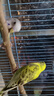 豪蚨虎皮鹦鹉说话小鸟活物观赏鸟宠物牡丹小太阳亲人玄风鹦鹉豪蚨 黄+蓝虎皮一对（一公一母） 实拍图