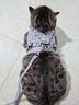 欢宠网猫咪牵引绳猫绳宠物防挣脱可调松紧背心式专用溜遛猫绳子外出用品 实拍图