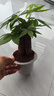 发财树盆栽大植物室内办公室桌面客厅小盆景招财树苗绿植花卉盆栽 三杆发财树 5-8cm【透明储水盆】 【送肥料】 实拍图