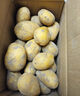 【东东农场专供】山东黄心大土豆粉糯新鲜现挖马铃薯洋芋芋头当季 黄心土豆9斤 净重 大果2两起 实拍图