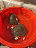 芮宝农场【活鲜】汉寿华甲鱼鲜活2.2-2.5斤/只4年团鱼生鲜源头直发包邮 实拍图