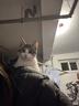 喵仙儿猫窝保暖猫垫子四季通用长绒保暖狗窝深睡宠物用品 60CM 实拍图