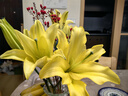 香水百合鲜花云南鲜花直发家用水养插花母亲节情人节礼物新年装饰 随机香水百合混色18朵 优质百合 实拍图