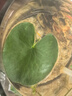 水培一叶莲浮萍迷你水草净化水质鱼缸造景睡莲花水生水养花卉植物 一叶莲 【1片装】尺寸8-11厘米 实拍图