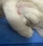 冠能泌尿处方猫粮呵护尿道低镁配方泌尿猫粮降低尿液ph值 【0元入会领券】泌尿处方粮 1.5kg*2袋 实拍图