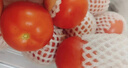 京鲜生老味番茄沙瓤西红柿单果90g+净重4.5斤酸甜爆汁儿时味道源头直发 实拍图