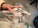 舟山梭子蟹鲜活特大野生大螃蟹新鲜冷冻海鲜水产海蟹飞蟹白蟹顺丰 5-7两/只【4斤 个大肉多】 实拍图