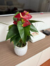 爱优尚红掌盆栽花卉植物室内防辐射净化空气开花桌面小植物源头直发 实拍图