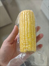 十月稻田 黄甜糯玉米 8根 3.52斤 真空包装 东北粘玉米棒 低脂早餐 实拍图