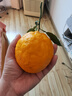 生活＆好管家四川丑橘不知火特大果新鲜水果桔橘子丑柑丑八怪整箱 9-10斤【家庭装】净重8.5斤 果径80-85mm【大果】 实拍图