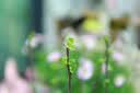 适马（SIGMA）30mm F1.4 DC DN 大光圈定焦镜头 人像扫街夜景 直播镜头 半画幅微单镜头 佳能RF口 【官方标配】分期免息+多重好礼 实拍图
