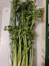 京鲜生正宗山东章丘鲍芹3斤礼盒 精选净芹地方特产新鲜蔬菜源头直发 实拍图