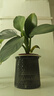 新大叶金钻绿公主盆栽植物除甲醛绿植办公室四季常青室内客厅摆放 【拍一发二】金钻+灰繁星吸水盆 含盆高度15-20厘米 实拍图