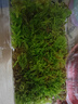 柯必达青苔藓鲜活苔藓微景观植物盆景盆栽水陆缸假山草造景材料白 大灰藓(15*8)cm 2盒 实拍图
