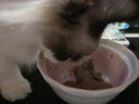 弗列加特猫粮 全价鲜肉天然粮 肠道养护配方 成猫猫粮乳鸽100g 实拍图