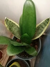 大盆君子兰盆栽名贵国宝级花卉苗绿植物圆头和尚室内客厅四季好养 【特惠款】5-8片叶子+土送肥料 送肥料 实拍图