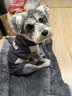 贝初众狗窝四季通用猫窝大中小型犬狗垫子狗狗睡垫狗床泰迪宠物狗窝保暖 灰色-M【60*45cm】建议15斤内 【加绒加厚】 【加量充棉】 实拍图