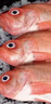 鲜拔头筹 新鲜红石斑鱼 大眼鱼富贵鱼深海鱼生鲜鱼类 海鲜水产红鱼 3条  4.5斤 实拍图