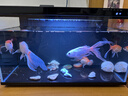 米家小米米家智能生态鱼缸还原自然生态补仓一次三月无忧出差旅行必备 实拍图