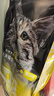 威尔逊馋嘴 流浪猫粮成猫幼猫粮专为流浪猫定制的猫粮 基础款20斤 实拍图