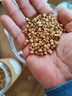 福东海 麸炒薏米500克 去寒气贵州小薏米麸炒 炒熟薏仁脆炒薏仁养生茶 实拍图