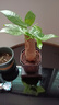 【带盆高度约15-25cm】发财树盆栽室内植物客厅办公室吸甲醛好养 单杆发财树+塑料节节高升盆+小方底座 花盆直径约8cm 实拍图
