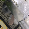 十八子作三德刀家用菜刀不锈钢刀具切菜切肉水果刀多用刀H307 实拍图