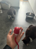 HELLOJOY猫咪玩具自嗨解闷神器智能电动逗猫球自动逗猫棒幼猫遛猫消耗体力 实拍图