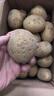 【东东农场专供】山东黄心大土豆粉糯新鲜现挖马铃薯洋芋芋头当季 黄心土豆9斤 净重 大果2两起 实拍图