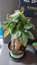 发财树盆栽大植物室内办公室桌面客厅小盆景招财树苗绿植花卉盆栽 造型款小号三杆 4-6cm【加仑盆】 【送肥料】 实拍图