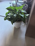 双盟绿萝盆栽除甲醛花卉绿植办公新房净化空气180龙蛋光面4盆源头直发 实拍图
