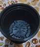花盆绿植盆栽加厚塑料简约多肉小盆阳台客厅月季玫瑰大号家用花盆 高款1加仑(口径16cm)2个盆 不带托盘 实拍图
