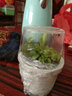 清晨露水园艺捕蝇草盆栽食人花苗食虫植物驱蚊草多肉植物多肉肉绿植花卉猪笼草 花市捕蝇草小苗带盆土 含盆 实拍图