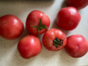 京地达栗贝诺山东普罗旺斯口感番茄净重3斤单果90g+沙瓤西红柿源头直发 实拍图