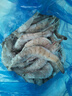 卖鱼郎先生青岛盐冻大虾净重3.6斤 20-25只/斤 白虾基围虾生鲜 虾类 实拍图