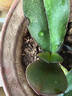 年宵花春节蝴蝶兰盆栽绿植花卉年货装饰过年四季开花大苗好养易活 白美人---【包开花】送营养液2包 小苗不带花剑 实拍图