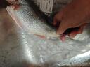 鲜活冲浪河鲈鱼400-500g/条 实拍图