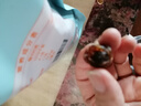 十月稻田 桂圆干 500g 带壳龙眼干 肉厚甘甜 休闲零食 枸杞红枣泡茶八宝粥 实拍图