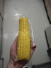东北农嫂糯玉米段多色可选软糯香吉林原产粘玉米真空低脂饱腹粗粮代餐 【爆款推荐】黄糯玉米穗1.25kg 约6根 实拍图