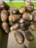 京鲜生&家美舒达 山东牛奶小芋头毛芋头5斤大果50g以上无泥沙净果出口级 实拍图