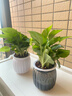 【绿萝盆栽】吸甲醛净化空气水培绿植物懒人花卉好养搬家礼物全 【1盆】绿萝+白色南瓜盆自吸水 整体含盆高度20-25cm 实拍图