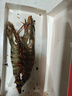 禧美海产 巨无霸黑虎虾无冰净重450g/盒 2只装 巨型海捕 宴请送礼 年货 实拍图